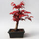 Outdoor bonsai - Klon palmatum DESHOJO - Klon japoński - 3/5