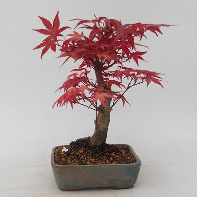 Outdoor bonsai - Klon palmatum DESHOJO - Klon japoński - 3