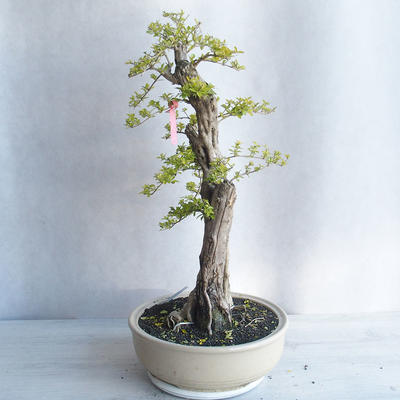 Kryty bonsai - Duranta erecta aurea - 3
