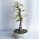 Kryty bonsai - Duranta erecta aurea - 3/5