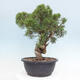 Outdoor bonsai - Juniperus chinensis Itoigawa - Jałowiec chiński - 3/5