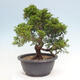Outdoor bonsai - Juniperus chinensis Itoigawa - Jałowiec chiński - 3/4