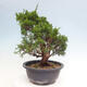 Outdoor bonsai - Juniperus chinensis Itoigawa - Jałowiec chiński - 3/4