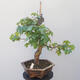 Acer campestre - Baby Maple - 3/4