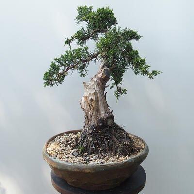 Bonsai outdoor - Juniperus chinensis - Jałowiec chiński Chinese - 3