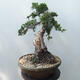 Bonsai outdoor - Juniperus chinensis - Jałowiec chiński Chinese - 3/5