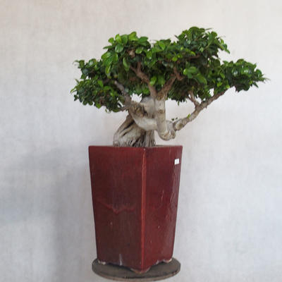Pokój bonsai - Ficus nitida - mały ficus - 3
