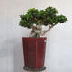 Pokój bonsai - Ficus nitida - mały ficus - 3/5
