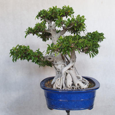 Pokój bonsai - kimono Ficus - mały ficus - 3