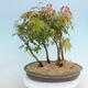 Acer palmatum - klon - gaj - 3/4