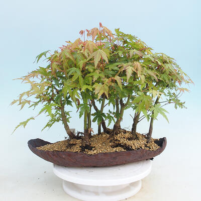 Acer palmatum - klon - gaj - 3