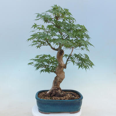 Acer palmatum - klon palmowy - 3