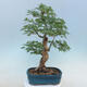 Acer palmatum - klon palmowy - 3/5
