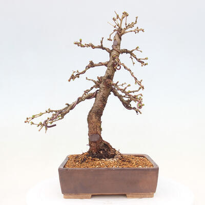 Bonsai zewnętrzne -Larix decidua - Modrzew liściasty - 3