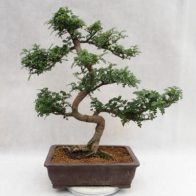 Kryty bonsai - Zantoxylum piperitum - Drzewo pieprzowe PB2191200 - 3
