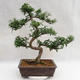 Kryty bonsai - Zantoxylum piperitum - Drzewo pieprzowe PB2191200 - 3/5