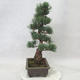 Outdoor bonsai - Pinus parviflora - Sosna drobnokwiatowa - 3/4