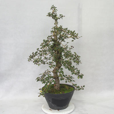 Outdoor bonsai - Hawthorn różowe kwiaty - Crataegus laevigata paul´s Scarlet - 3