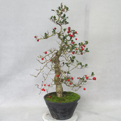 Outdoor bonsai - głogowe białe kwiaty - Crataegus laevigata - 3