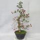 Outdoor bonsai - głogowe białe kwiaty - Crataegus laevigata - 3/6