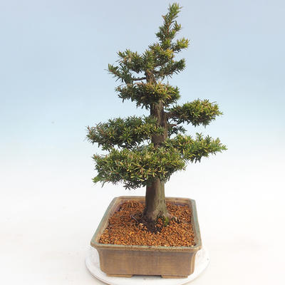Outdoor bonsai - Taxus bacata - Cis czerwony - 3