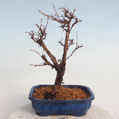Outdoor bonsai-Cinquefoil - Potentila fruticosa żółty - 3