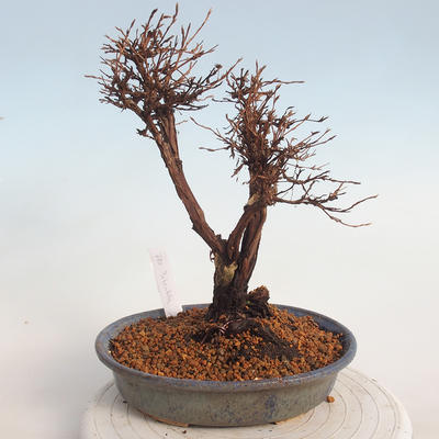 Outdoor bonsai-Cinquefoil - Potentila fruticosa żółty - 3