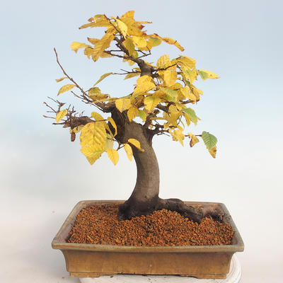 Outdoor bonsai -Carpinus betulus - Grab - 3