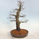 Outdoor bonsai -Carpinus betulus - Grab - 3/5