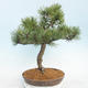 Outdoor bonsai - Pinus Mugo - Klęcząca Sosna - 3/5
