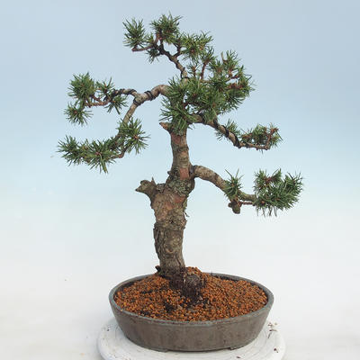 Outdoor bonsai - Pinus Mugo - Klęcząca Sosna - 3