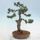 Outdoor bonsai - Pinus Mugo - Klęcząca Sosna - 3/5