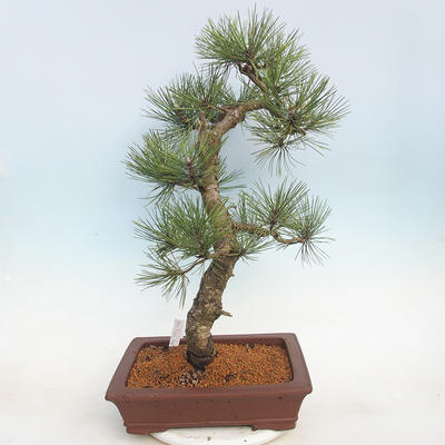 Outdoor bonsai - Pinus Nigra - Czarna sosna - 3