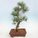 Outdoor bonsai - Pinus Nigra - Czarna sosna - 3/5