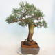 Outdoor bonsai - Juniperus chinensis - chiński jałowiec - 3/5