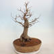 Acer campestre - Baby Maple - 3/5