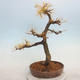 Outdoor bonsai -Larix decidua - modrzew - 3/4