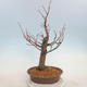 Outdoor bonsai - Lipa drobnolistna - Tilia cordata - 3/5