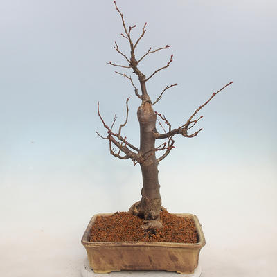 Outdoor bonsai - Lipa drobnolistna - Tilia cordata - 3