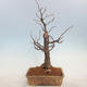 Outdoor bonsai - Lipa drobnolistna - Tilia cordata - 3/5