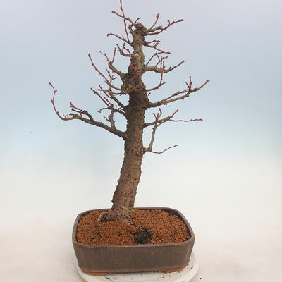 Outdoor bonsai - Lipa drobnolistna - Tilia cordata - 3