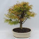 Outdoor bonsai - Pseudolarix amabilis - Pamodřín - 3/5