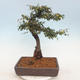 Outdoor bonsai-Cotoneaster - Rock Garden - 3/5