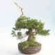 Outdoor bonsai - Juniperus chinensis Itoigawa - chiński jałowiec - 3/6