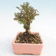 Outdoor bonsai-Lonicera nitida -Zimolez - 3/4