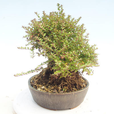 Outdoor bonsai-Lonicera nitida -Zimolez - 3