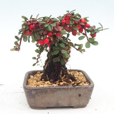 Outdoor bonsai-Cotoneaster - Rock Garden - 3