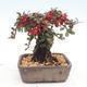 Outdoor bonsai-Cotoneaster - Rock Garden - 3/5