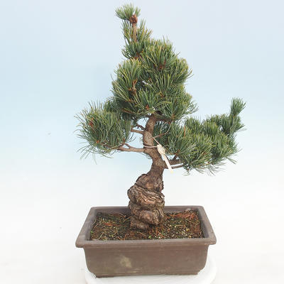 Outdoor bonsai - Pinus parviflora - Sosna drobnokwiatowa - 3