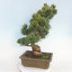 Outdoor bonsai - Pinus parviflora - Sosna drobnokwiatowa - 3/5